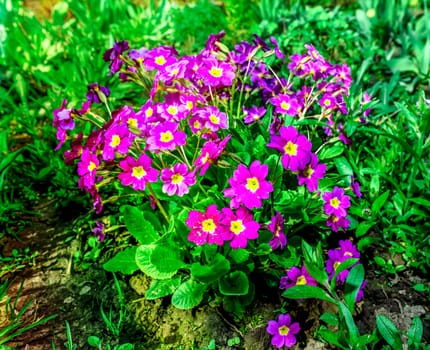 Flower bed with flowering primroses in the garden in the spring