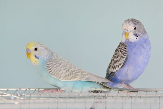 Colorful Budgerigar parrots sitting on cage