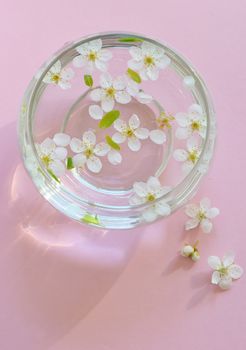 Cherry blossom in vase on pink background