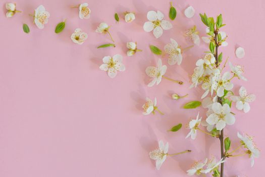 Cherry blossom on pink paper  background
