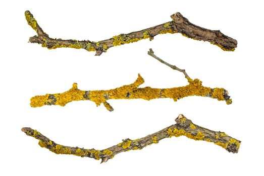 macro dry tree branches covered with lichen