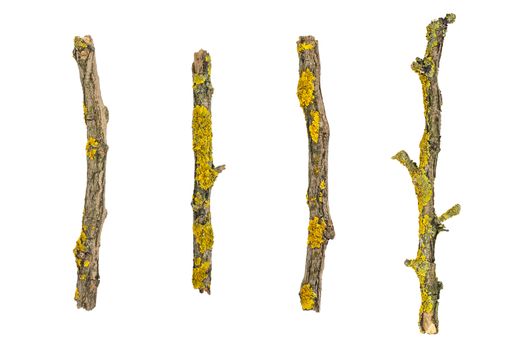 macro dry tree branches covered with lichen