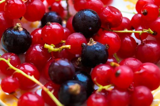 currant berries macro photo fruit