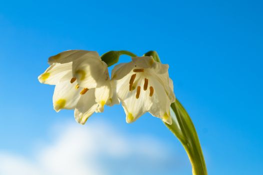 spring flowers of white snowdrop against the sky