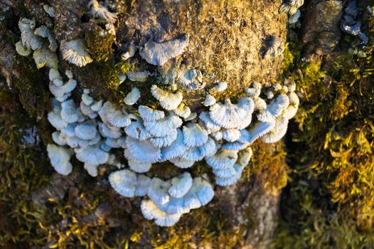 mushrooms on a tree trunk