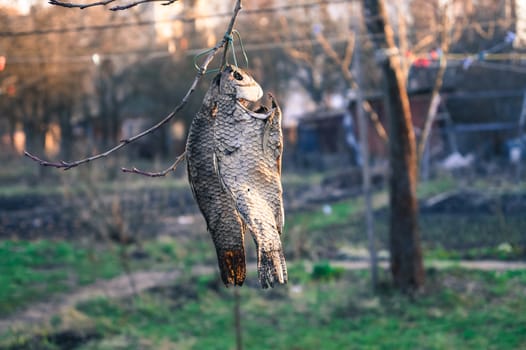 food dried fish hanging on a tree branch