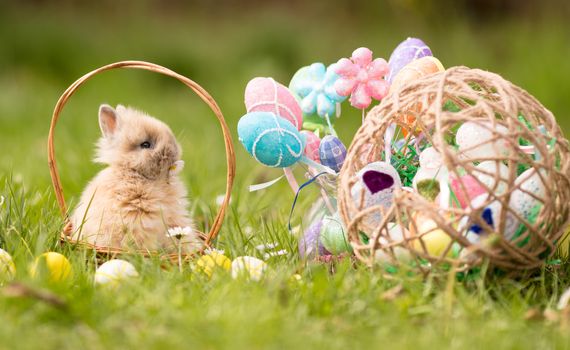 Cute little bunny in the basket on the grass with Easter eggs.