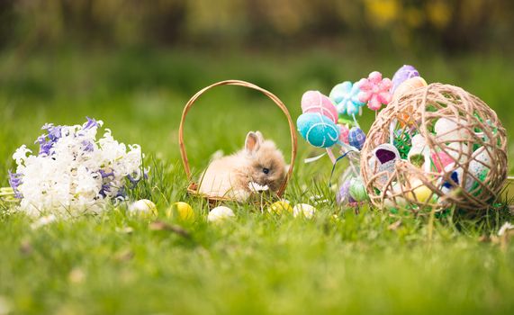 Cute little bunny in the basket on the grass with Easter eggs.
