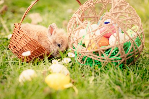 Cute little bunny in the basket and Easter eggs on the grass in spring holidays.