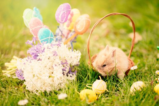 Cute little bunny in the basket and flowers and Easter eggs on the grass in spring holidays.