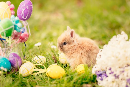 Cute little bunny with flowers and Easter eggs on the grass in spring holidays.