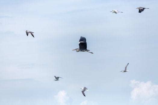 A large gray heron beautifully flies in the sky against the background of seagulls