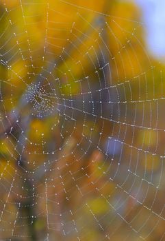 Autumn spiderweb closeup and dew drops