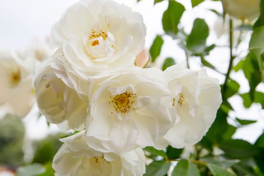 White roses growing on bush