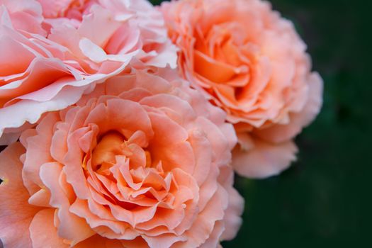 Three orange roses on green background