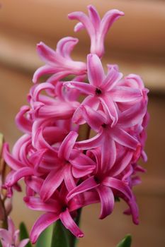 Hyacinth, Hyacinthus, flowers of the spring