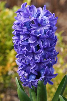 Hyacinth, Hyacinthus, flowers of the spring