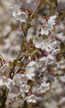 Ornamental cherry tree, Prunus incisa, Kojou-no-mai