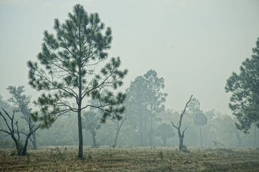 Pine trees and other foliage and grasses during a nearby controlled burn, Central Florida near Sebring.