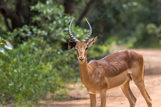 Closeup photo of impala (Aepyceros melampus)