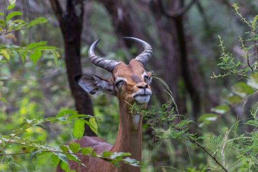 Impala eating the leaves from a branch