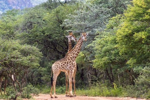 southern giraffe (Giraffa giraffa) standing in the middle of a dirt road