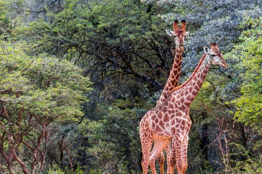 southern giraffe (Giraffa giraffa) standing in the middle of a dirt road