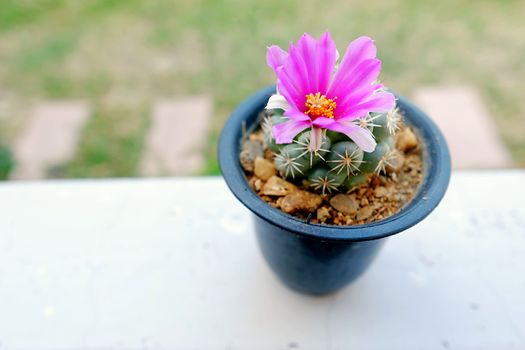 Close Up Cactus Bloom flower