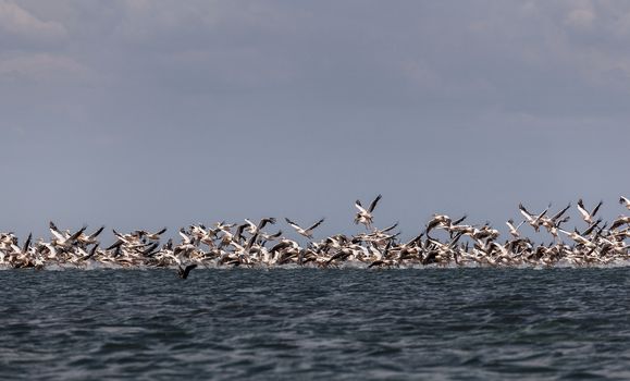 A flock of pink pelicans take off from the surface of the sea