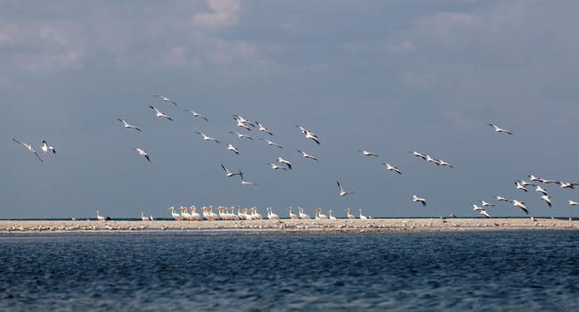 A flock of pink pelicans resting on a sea spit
