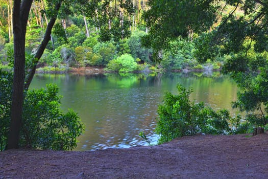 green forest in the spring