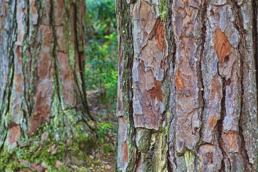 Closeup of the bark of an old tree