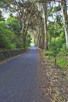 Road in a green forest in the spring