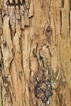 Closeup of the bark of an old tree