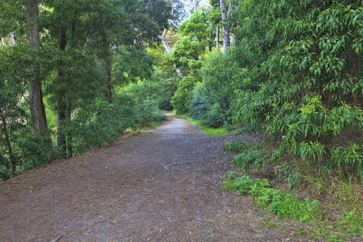 Road in a green forest in the spring