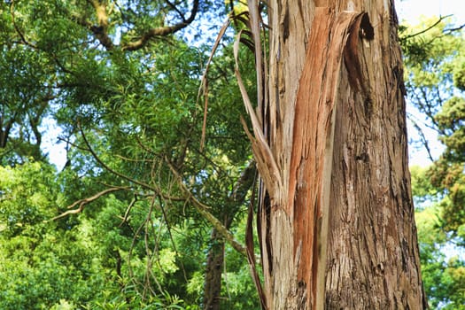 Closeup of the bark of an old tree