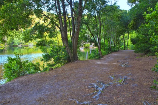 Road in a green forest in the spring