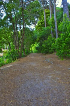 Road in a green forest in the spring