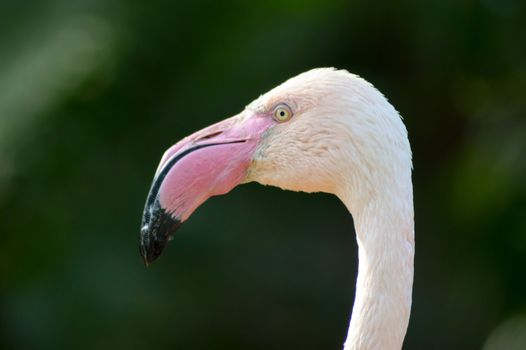 Close-up on the head of a flamingos pink camargue on a body of water of a wildlife park in France