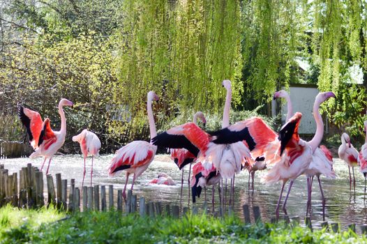 Group of Camargue pink flamingos on a body of water in an animal park in France
