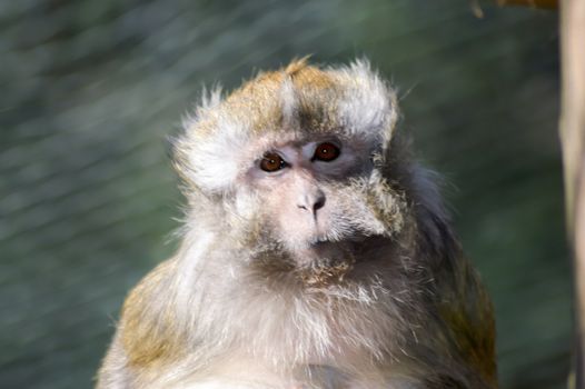 Look of a macaque crabier in a pen of an animal park of France
