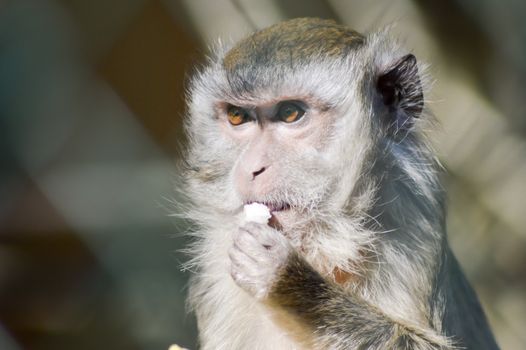 Look of a macaque crabier in a pen of an animal park of France