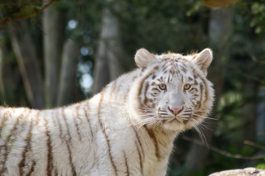 Look of a white Tiger in an animal park of France