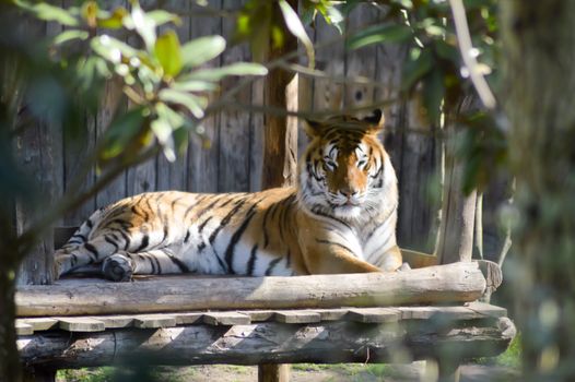 Tiger resting on a pile of wood in an animal park of France