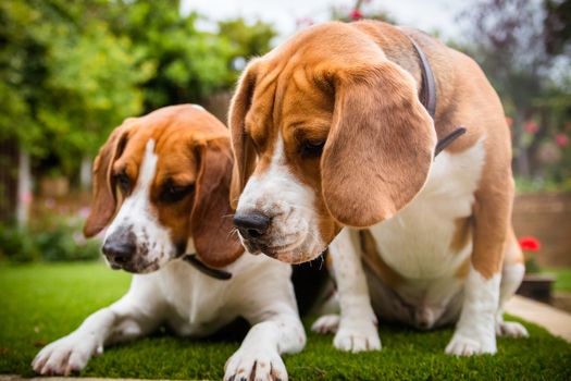 A couple beagles having fun playing in the garden