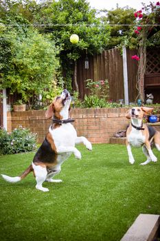 A couple beagles having fun playing in the garden catching ball