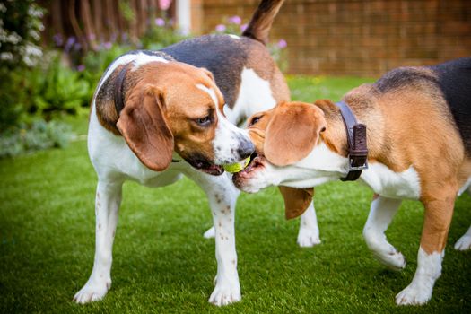 A couple beagles having fun playing in the garden with a tennis ball