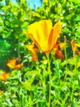 Digital watercolor painting of California poppies in the garden.