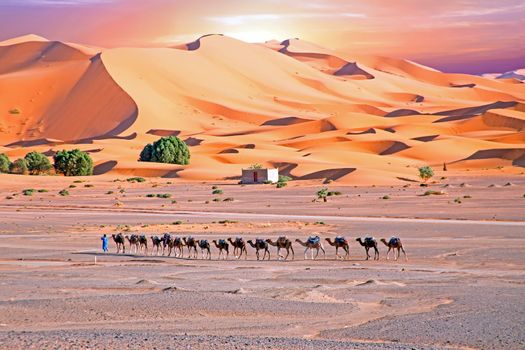 Camels in the Erg Shebbi desert in Morocco