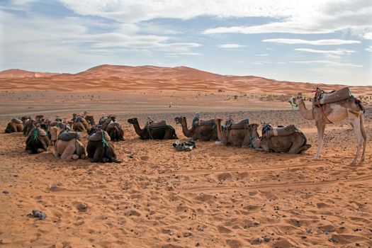 Camels in the Erg Shebbi desert in Morocco